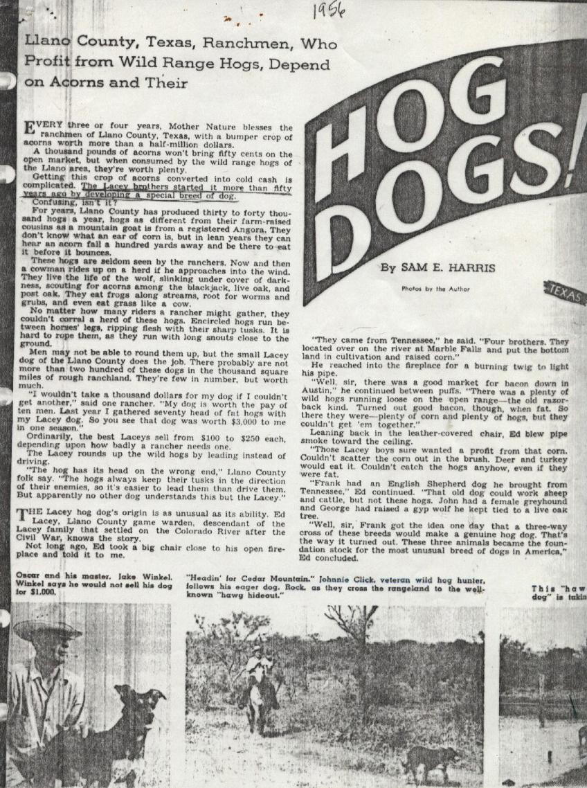 1956 article on Lacy Hog Dogs 1
