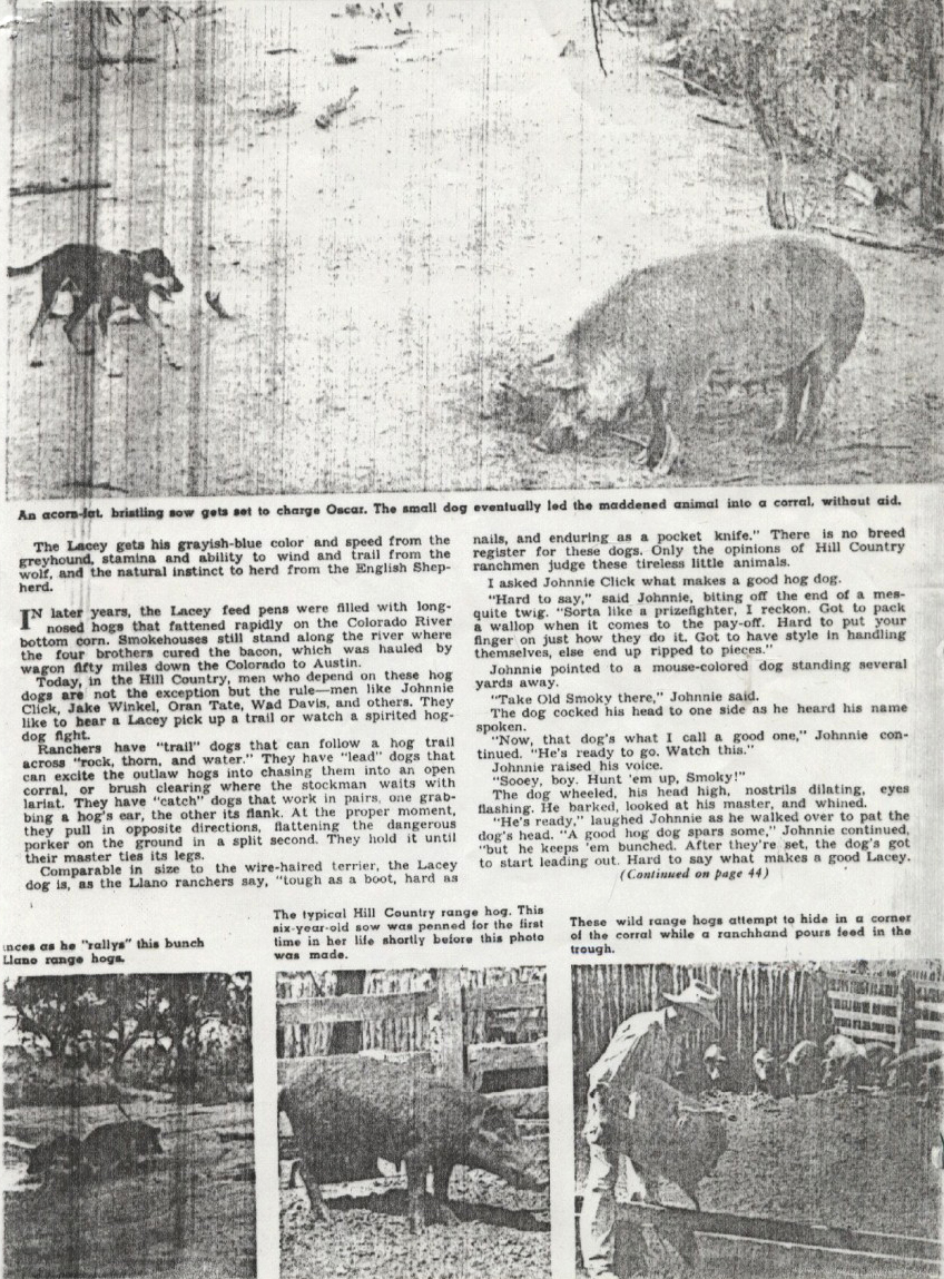 1956 article on Lacy Hog Dogs 2