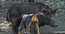 Lacy Cow Dog