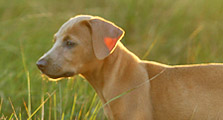 Red Lacy puppy