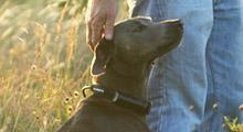 Blue Lacy companion