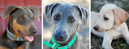 True Blue Lacy Dogs