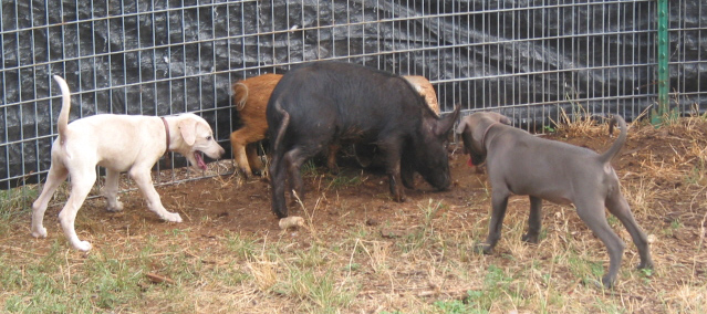 Lacy puppies with young hogs