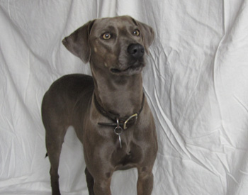 Blue deals lacy akc