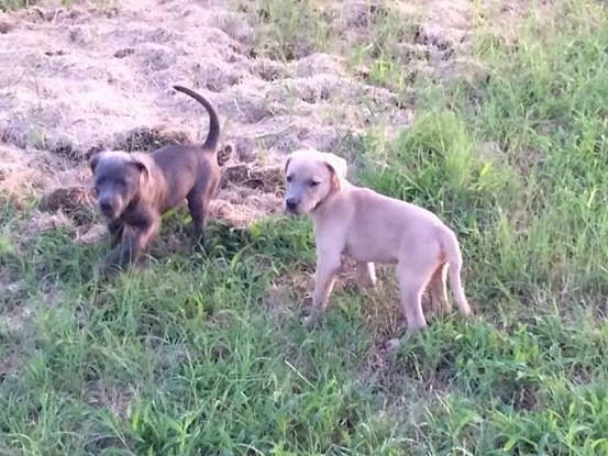 jensen's blue lacy puppies