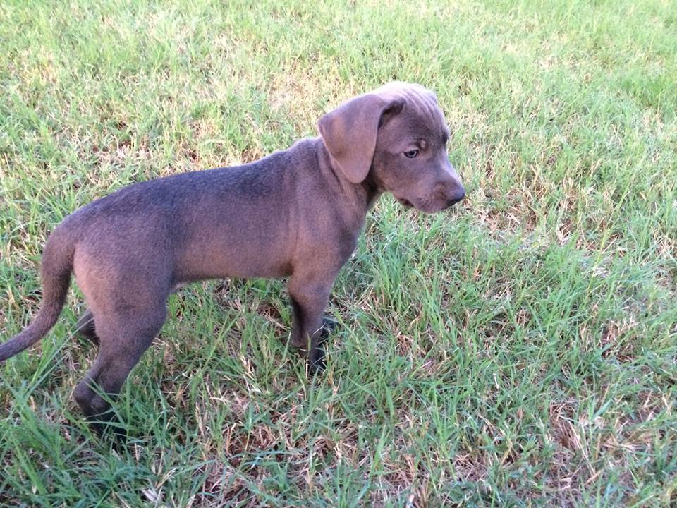 jensen's blue lacy puppies