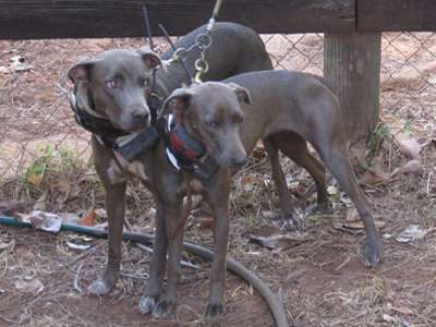 middleton lacy dogs