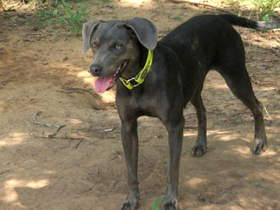 middleton lacy dogs