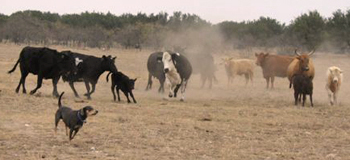 Lacy Dog moves her herd