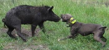 Blue Lacy baying a hog