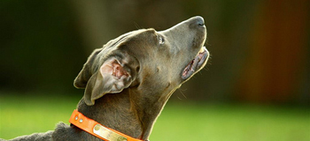Blue Lacy looking for squirrels