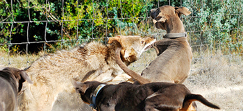 Lacy Dogs evade a coyote
