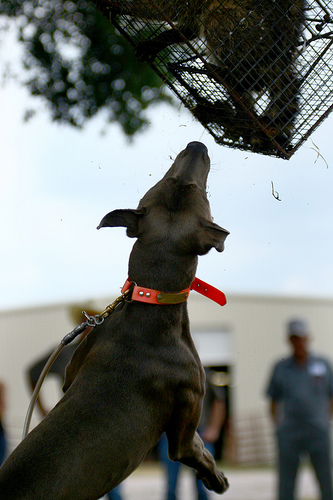 Training Lacy to Tree