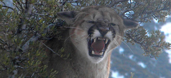 Treed cougar