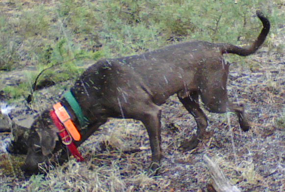 Lacy Dog blood trailing in bad conditions