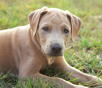 tri colored blue lacy puppies for sale