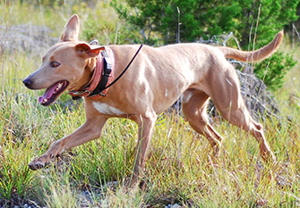 blue lacy cur dog