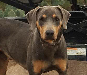tri colored blue lacy puppies for sale