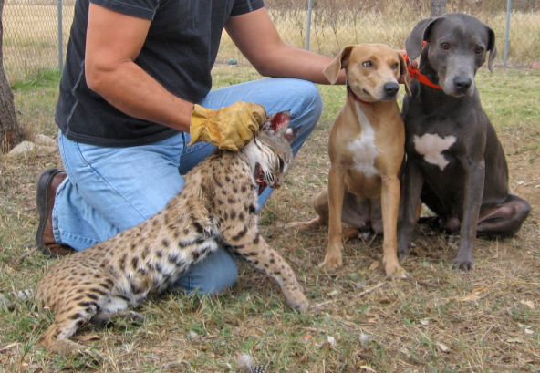 Lacys with tracked and treed bobcat